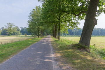Fototapeta na wymiar Dutch landscape with paving stone country road and trees