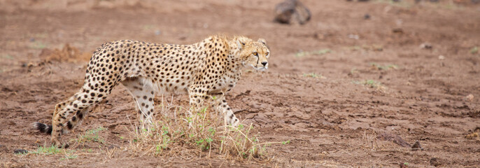 a gepard is walking in the savannah © 25ehaag6