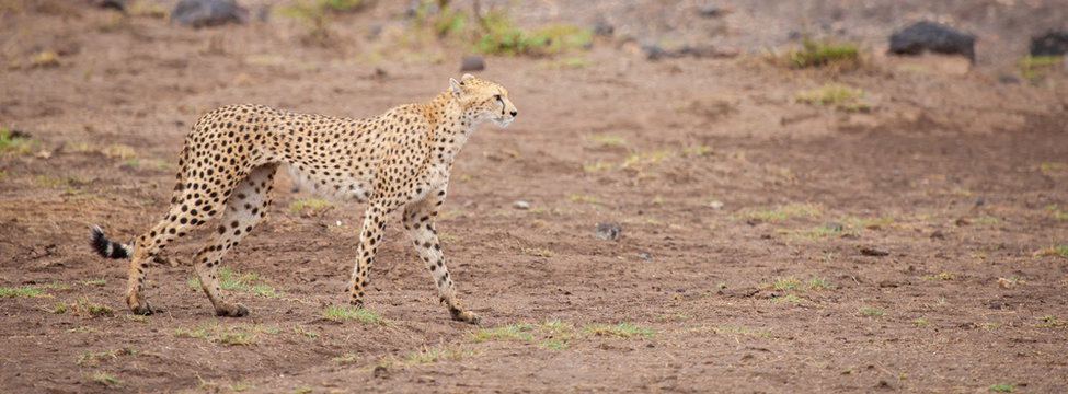 a gepard in the savannah of Kenya 