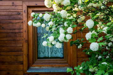 Fototapeta premium Viburnum opulus shrub on Mazowsze region in Poland
