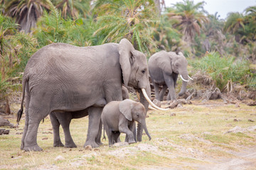 Some elephants are walking in the savannah of Kenya