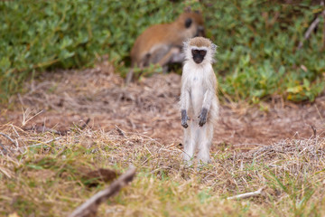 Obraz premium Monkey watching, on safari in Kenya