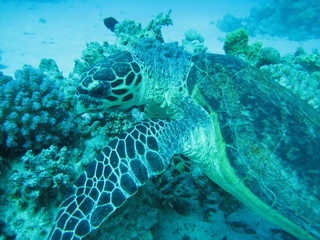 Meeresschildkr&ouml;te