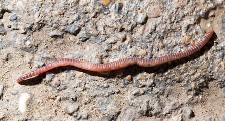 red worm on the ground. macro