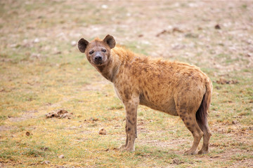 Hyena is watching, on safari in Kenya