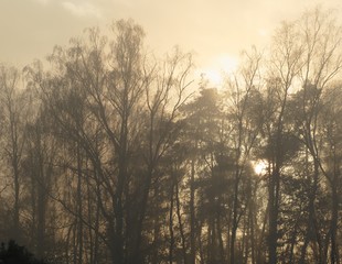 Fototapeta premium Foggy forest with morning sun