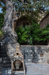 Naklejka premium Old tree in Historical Fin Garden in Kashan city, Iran