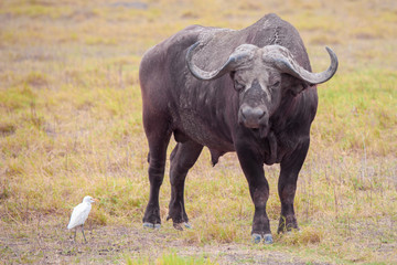 Obraz premium Buffalo and a white bird, on safari in Kenya