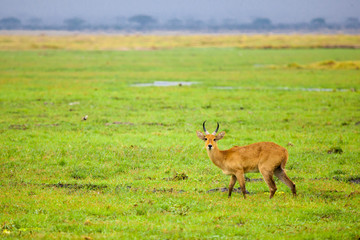 Naklejka na ściany i meble Antelope is standing in the swamp of Kenya