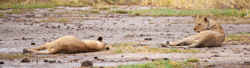Two lions are resting, savannah of Kenya