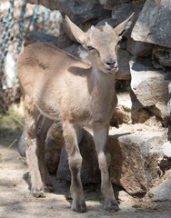 Portrait of a goat in the zoo