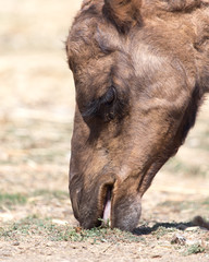 Camel in nature