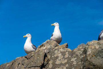 Seagull at USA Pacific coast