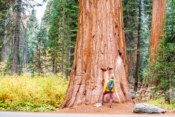 Tourist with backpack hiking in Sequoia National Park