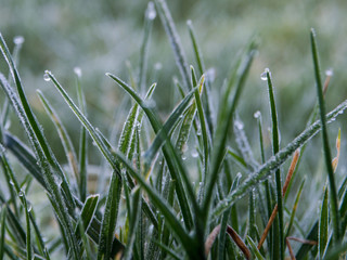 Obraz premium Frosty grass