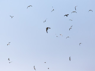Fototapeta premium seagull flying over the eagle in the sky