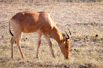 Naklejka na ściany i meble Antelope eating grass in the scenery of the savannah in Kenya