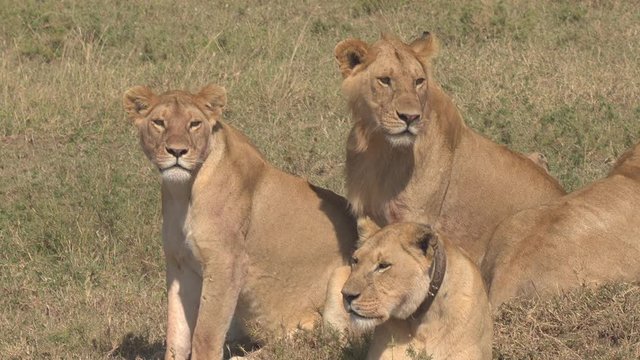 CLOSE UP: Portrait of beautiful lions lying on grassy field in group of five