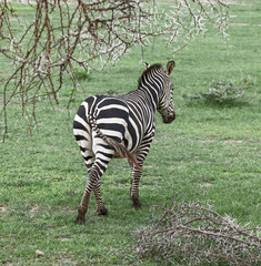 Fototapeta na wymiar Alone zebra in the Lake Manyara - Tanzania, Eastern Africa