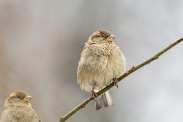 Sparrow on a branch