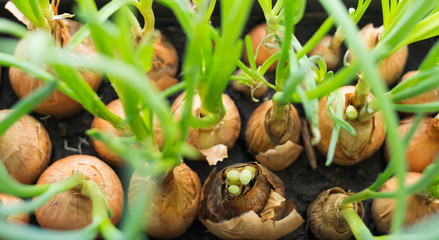 Cultivation of green onions