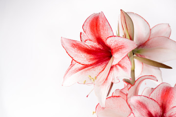 Hippeastrum Amaryllis Charisma, Dutch hybride, white-pink flower