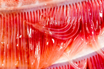 pike fish gills. super macro