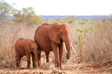 Fototapeta na wymiar Elephants standing in the grassland of Kenya, on safari