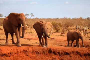 Fototapeta na wymiar Big red elephants is standing, on safari in Kenya