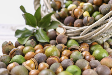 Macadamia nuts with shell - tasty expensive fat nuts