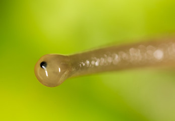 Eye snail in nature. super macro