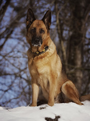 Deutscher Schäferhund im Winterparadies