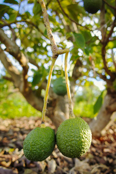 Green ripe avocado on the tree, avocado plantation