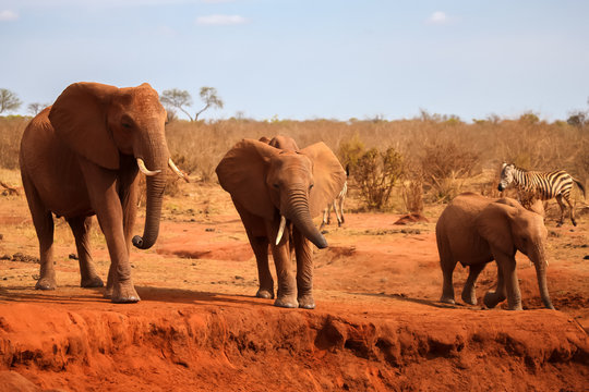 Big red elephants is standing, on safari in Kenya
