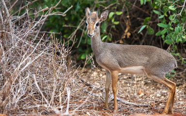 Naklejka na ściany i meble Small antelope in the bush, on safari in Kenya