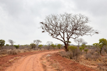 Fototapeta na wymiar Landscape of Kenya, big tree by the road with red soil