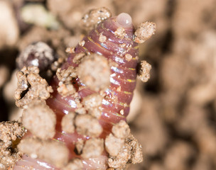 red worm in the ground. macro