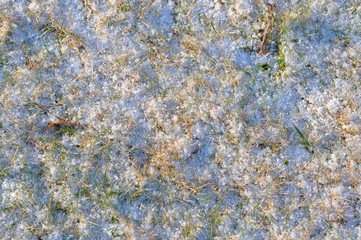 Winterrasen