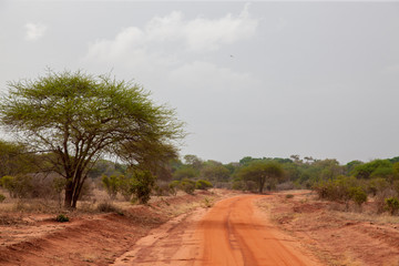 Big tree on the red soil road, on safari in Kenya, scenery