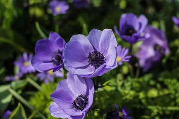 Bunch of Blue beatiful flowers in the garden