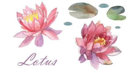 watercolor lotus flower