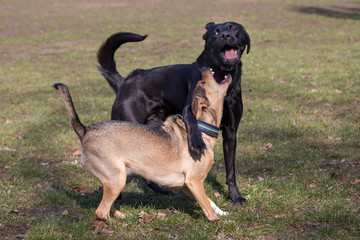 Hunde beim Klären der Rangordnung