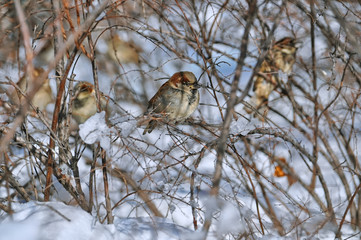 sparrow bird surrounded by twigs