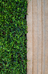 Green leaf with sand wash texture background