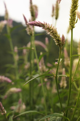 beautiful wool flower : cockscomb or chainesewoolflower (selective focus)

