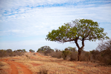 Fototapeta na wymiar Big tree near the red soil way in the scenery of Kenya