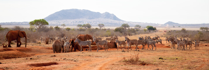 A lot of animals, zebras, elephants standing on the waterhole, Kenya safari