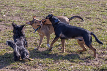Hierarchieklärung bei Hunden