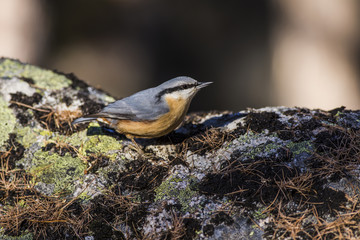 Nuthatch in the forest in Switzerland