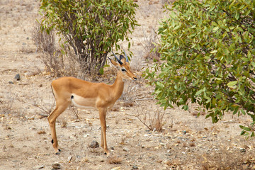 Antelope is standing near the bush, on safari in Kenya